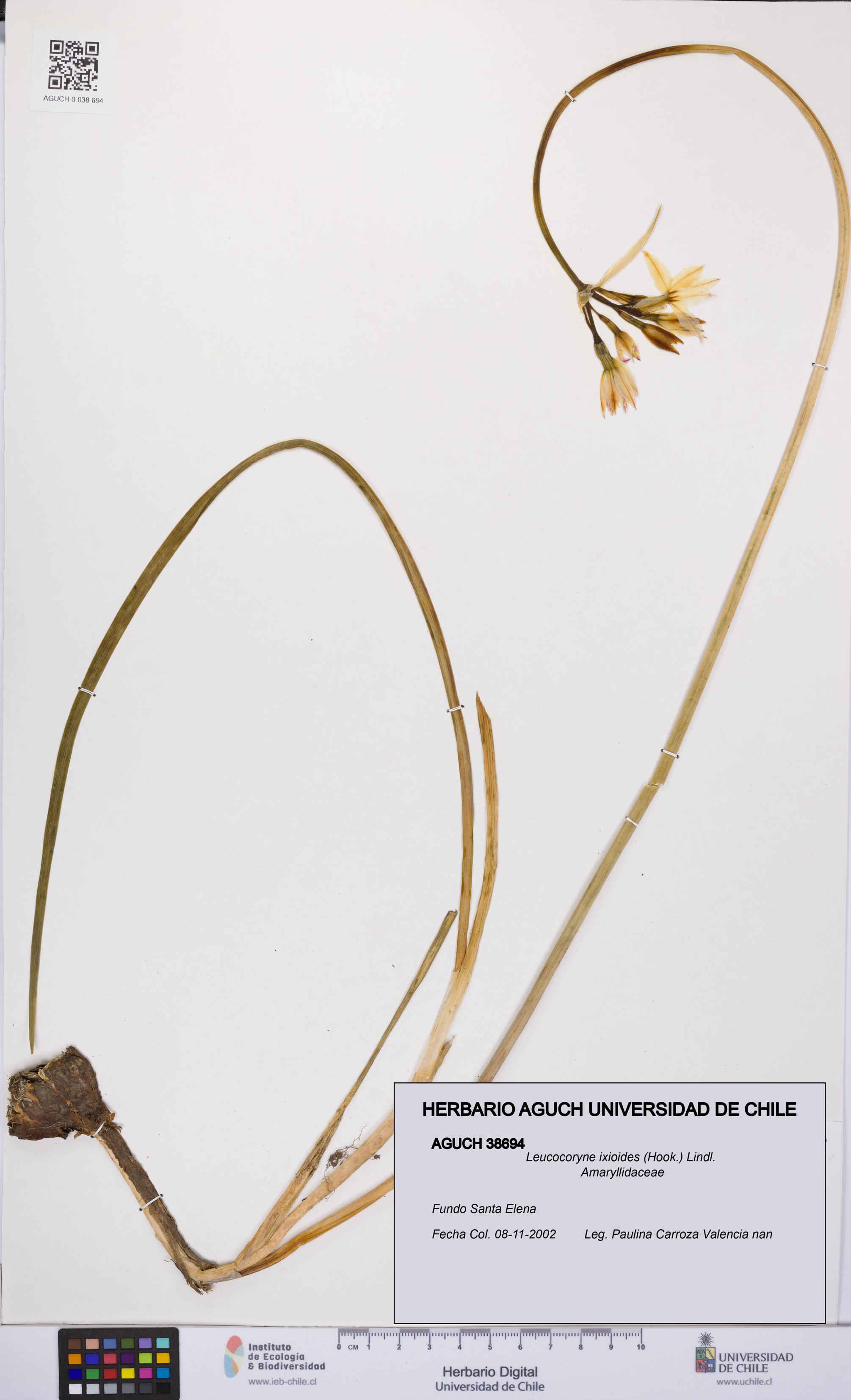 Leucocoryne ixioides [Espécimen: UCH:AGUCH:0038694]