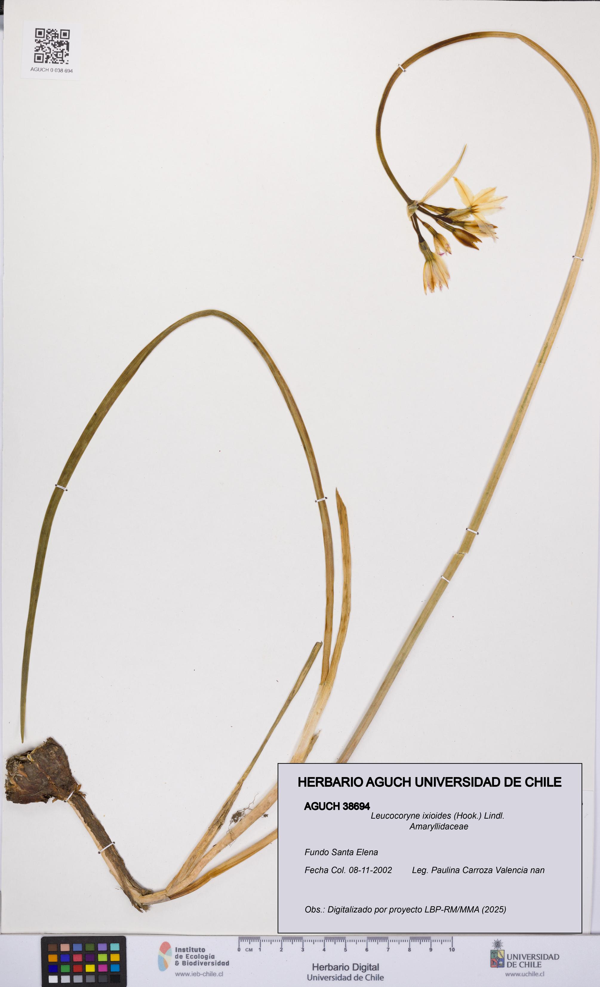 Leucocoryne ixioides [Espécimen: UCH:AGUCH:0038694]