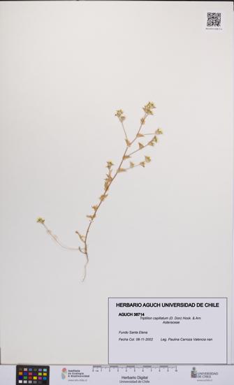 Triptilion capillatum [Espécimen: UCH:AGUCH:0038714]