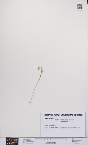 Triptilion cordifolium [Espécimen: UCH:AGUCH:0038715]