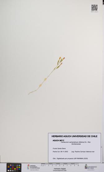 Centaurium cachanlahuen [Espécimen: UCH:AGUCH:0038717]