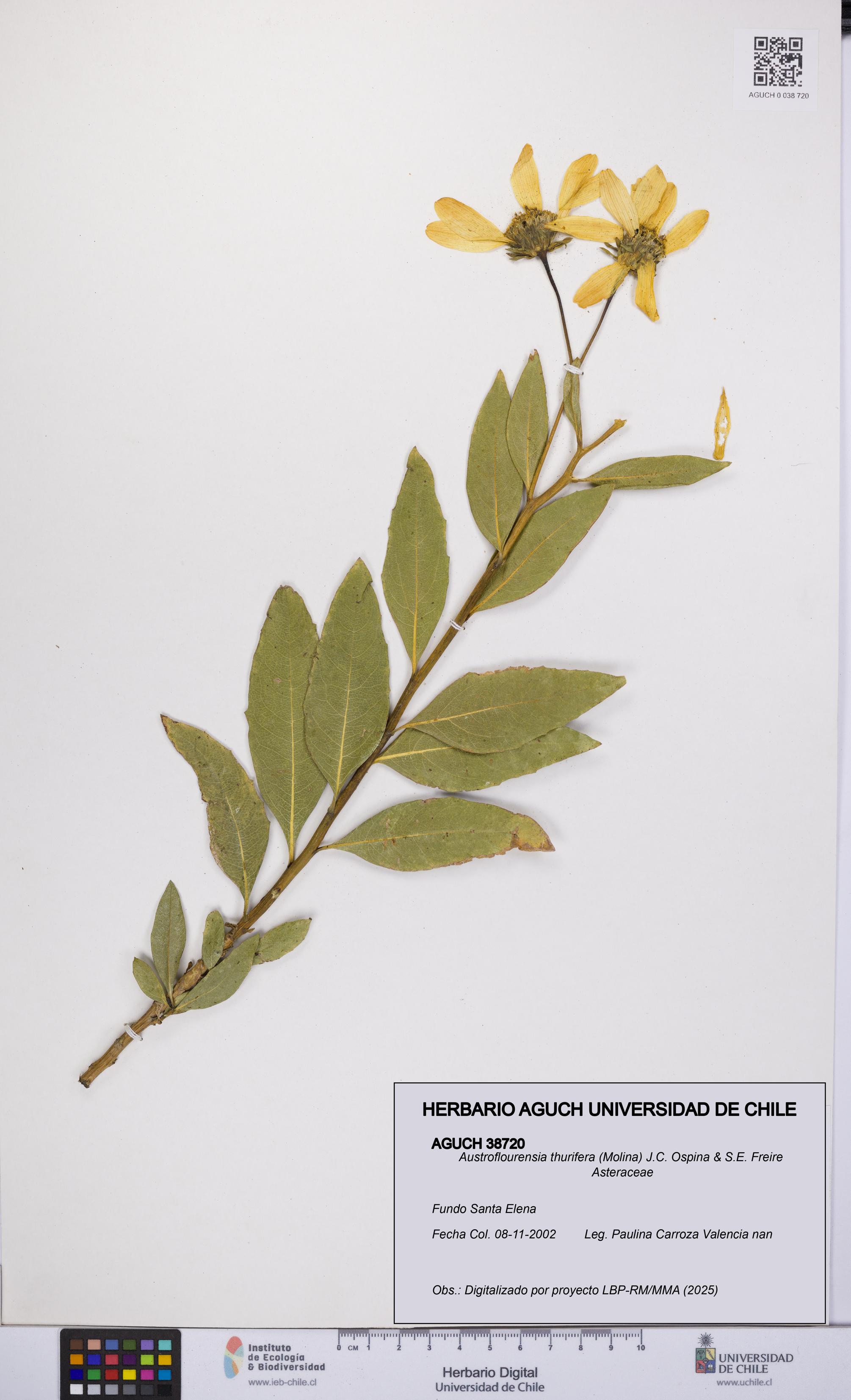 Austroflourensia thurifera [Espécimen: UCH:AGUCH:0038720]