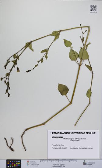 Mirabilis elegans [Espécimen: UCH:AGUCH:0038726]