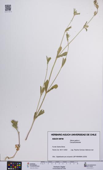 Silene gallica [Espécimen: UCH:AGUCH:0038730]