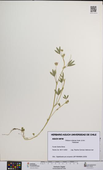 Trifolium chilense [Espécimen: UCH:AGUCH:0038735]