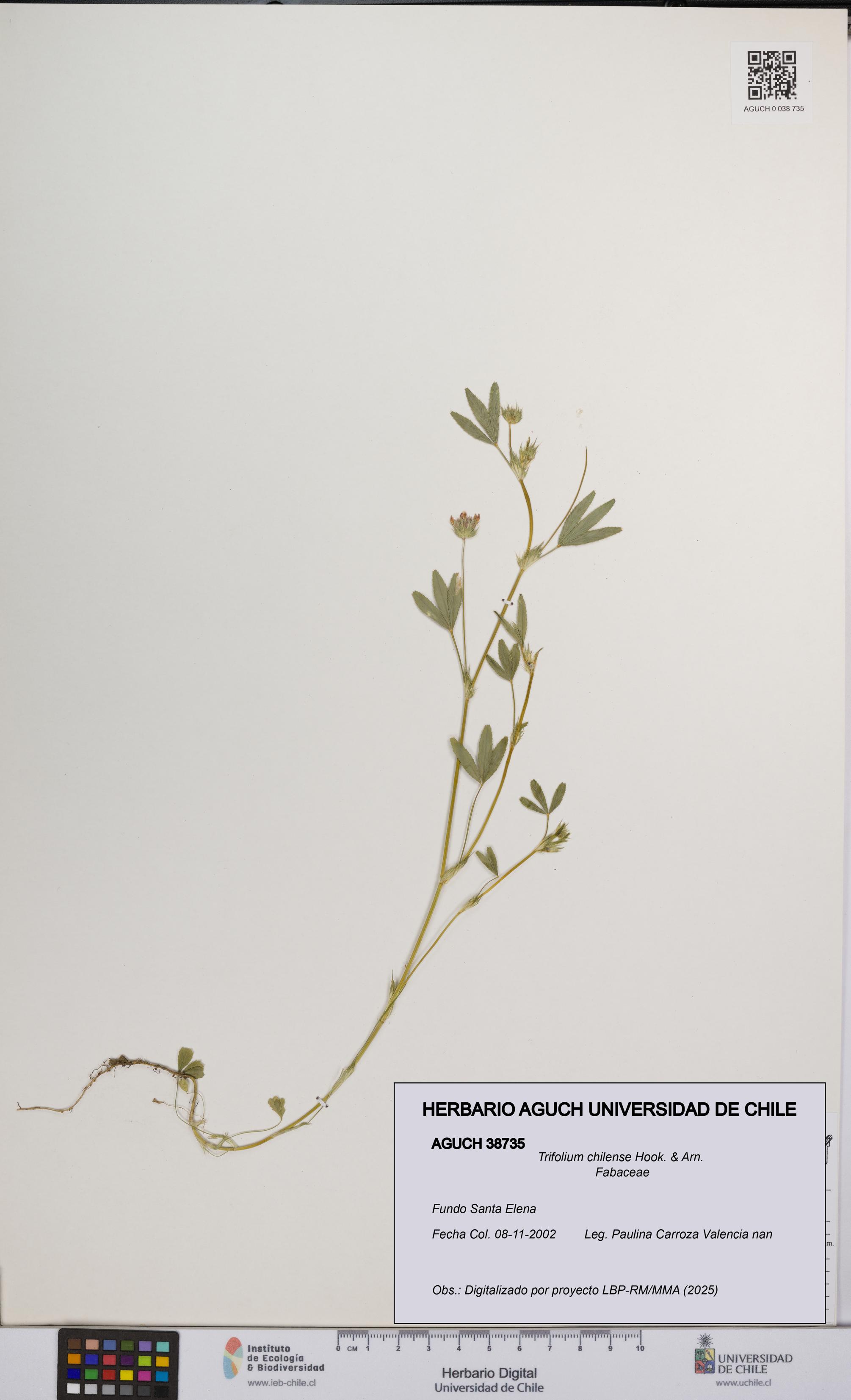 Trifolium chilense [Espécimen: UCH:AGUCH:0038735]