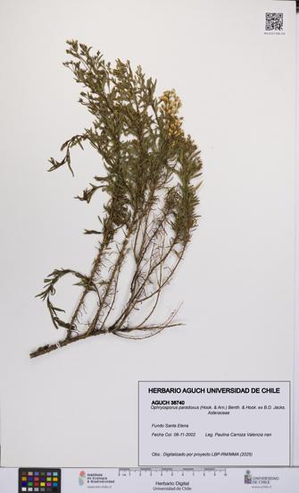 Ophryosporus paradoxus [Espécimen: UCH:AGUCH:0038740]