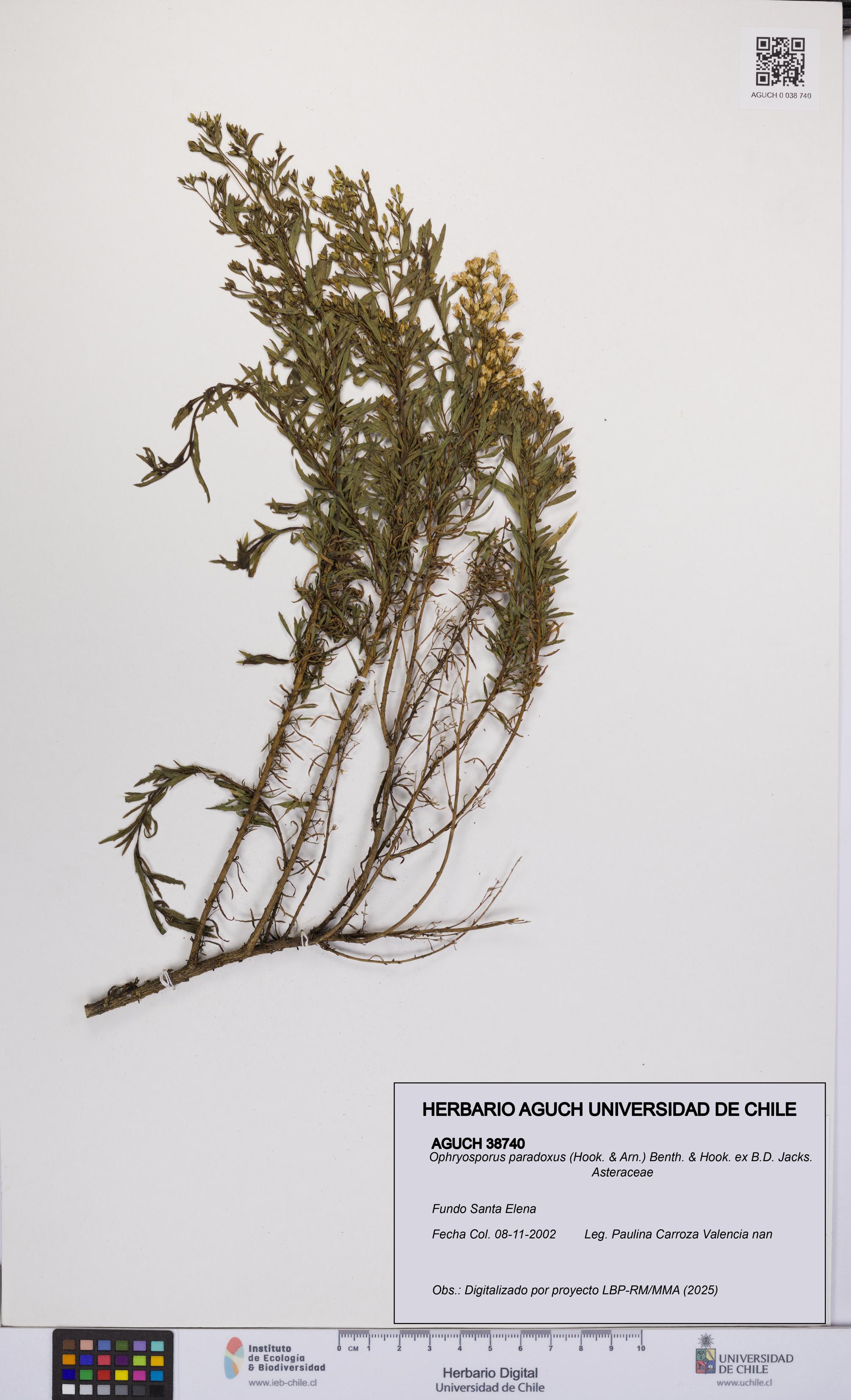 Ophryosporus paradoxus [Espécimen: UCH:AGUCH:0038740]