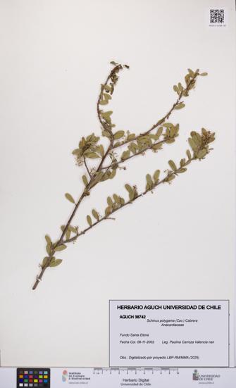Schinus polygama [Espécimen: UCH:AGUCH:0038742]