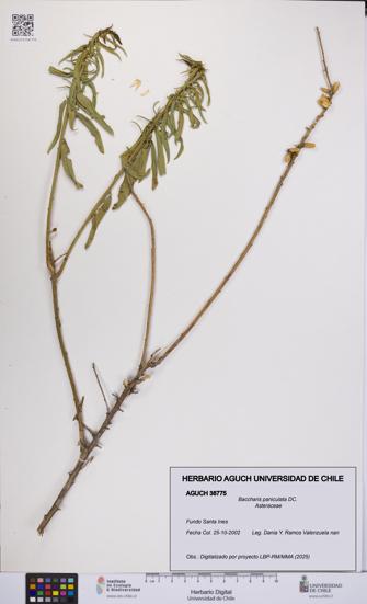 Baccharis paniculata [Espécimen: UCH:AGUCH:0038775]