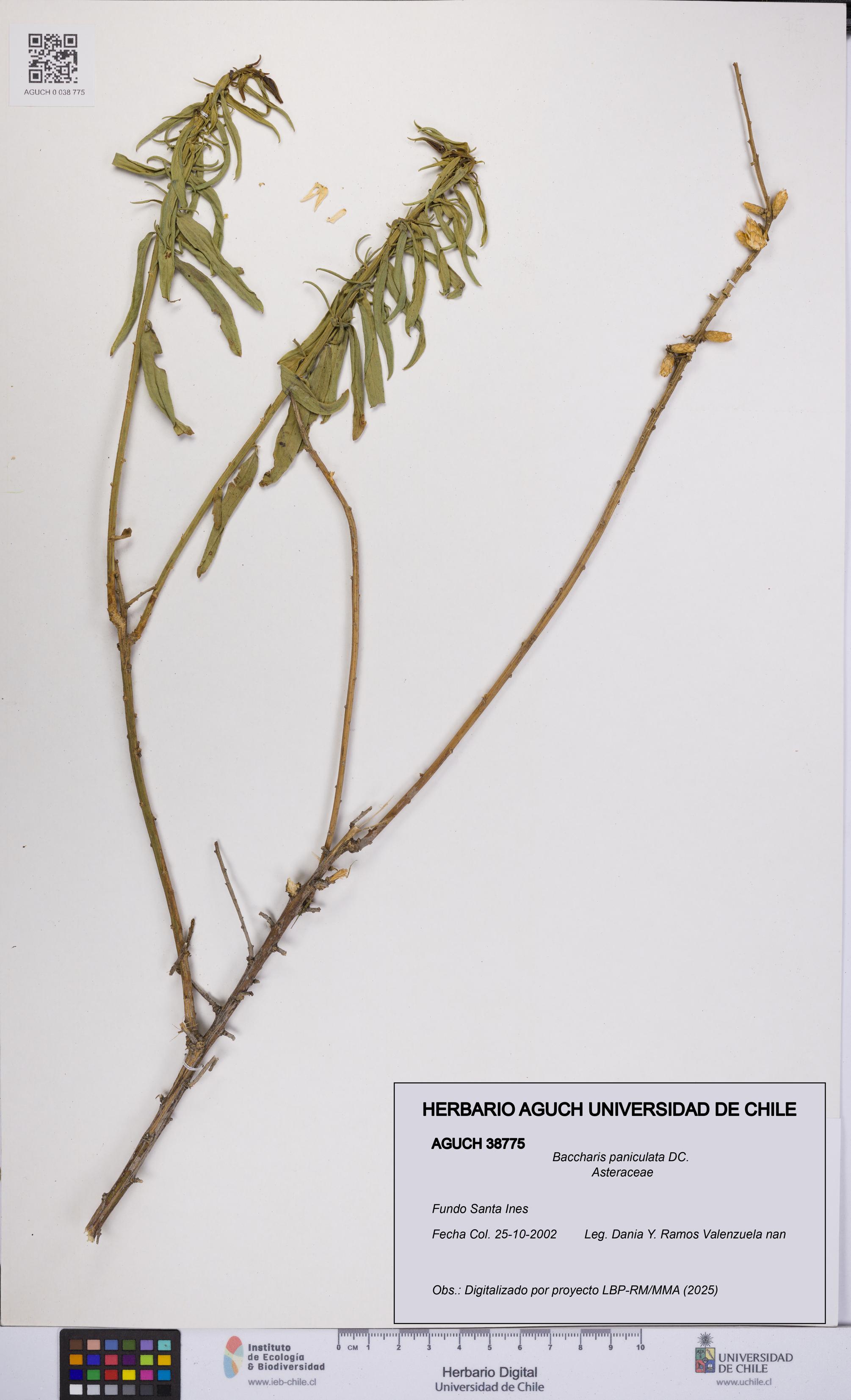Baccharis paniculata [Espécimen: UCH:AGUCH:0038775]