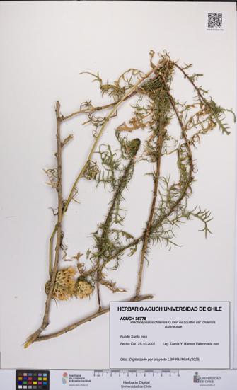 Plectocephalus chilensis var. chilensis [Espécimen: UCH:AGUCH:0038776]