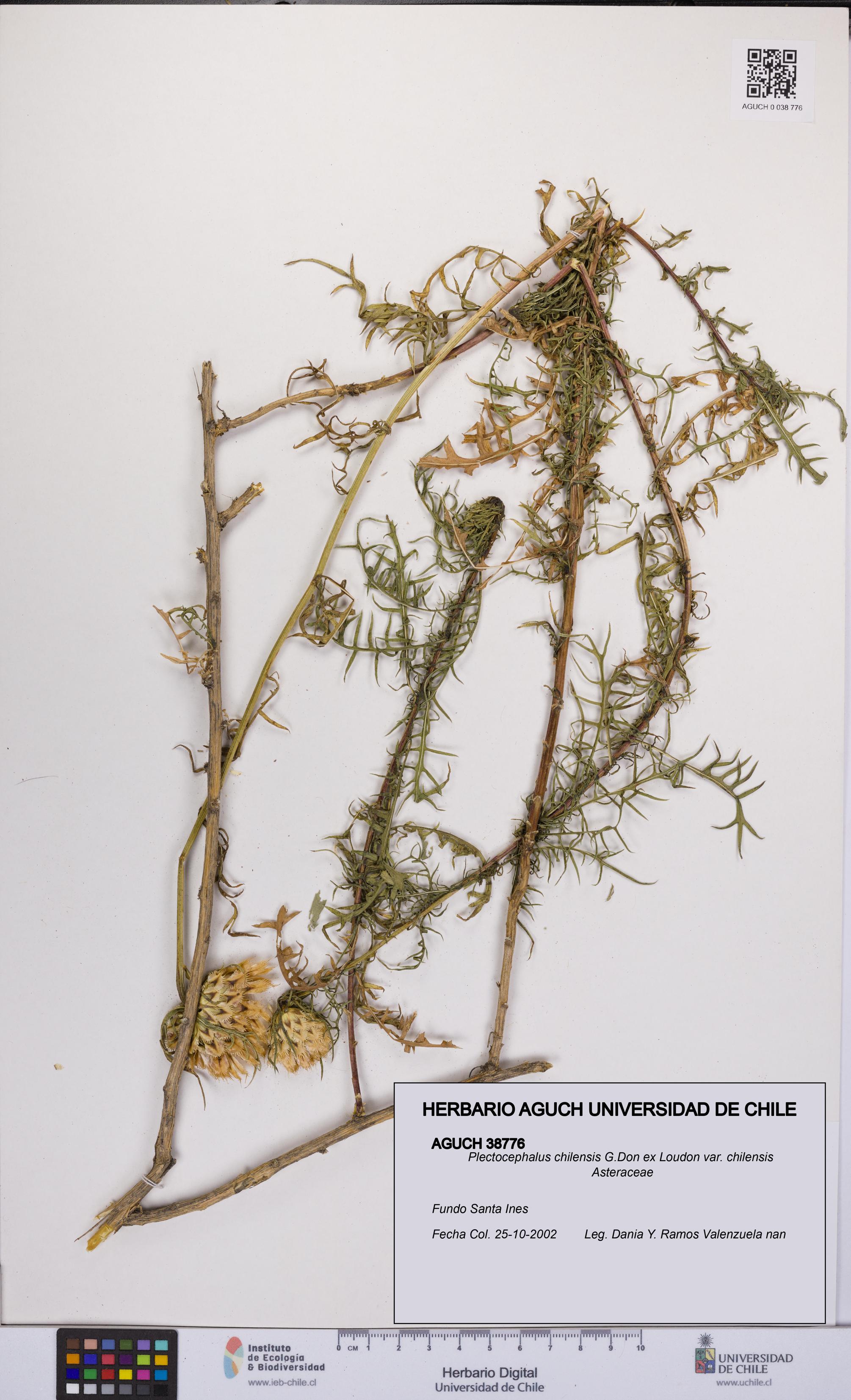 Plectocephalus chilensis var. chilensis [Espécimen: UCH:AGUCH:0038776]