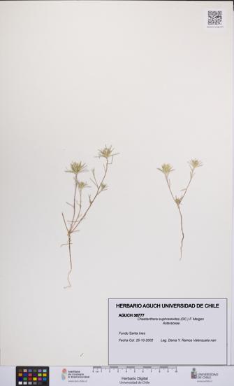 Chaetanthera euphrasioides [Espécimen: UCH:AGUCH:0038777]