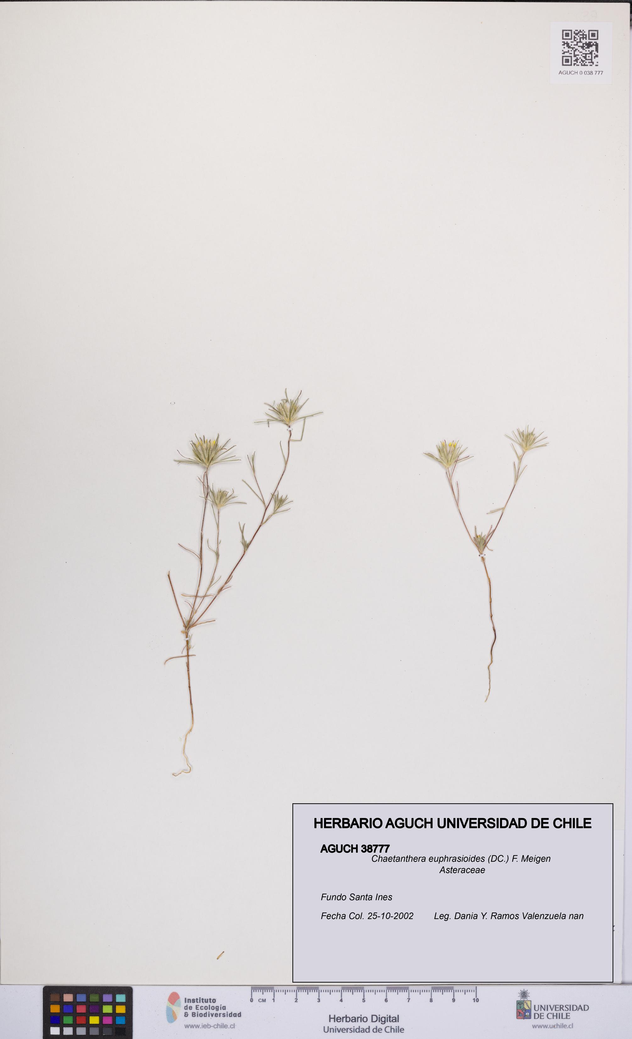 Chaetanthera euphrasioides [Espécimen: UCH:AGUCH:0038777]