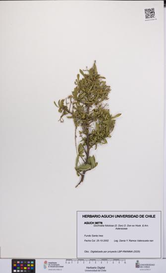 Gochnatia foliolosa [Espécimen: UCH:AGUCH:0038778]