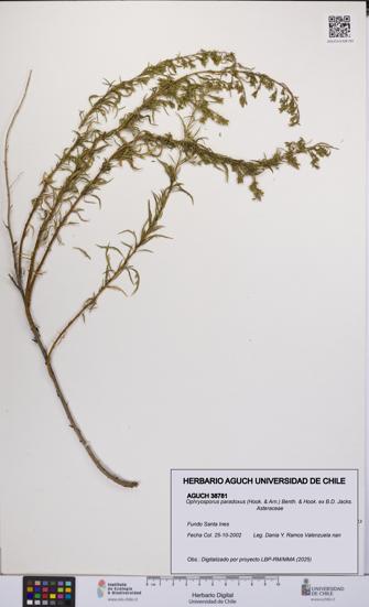 Ophryosporus paradoxus [Espécimen: UCH:AGUCH:0038781]