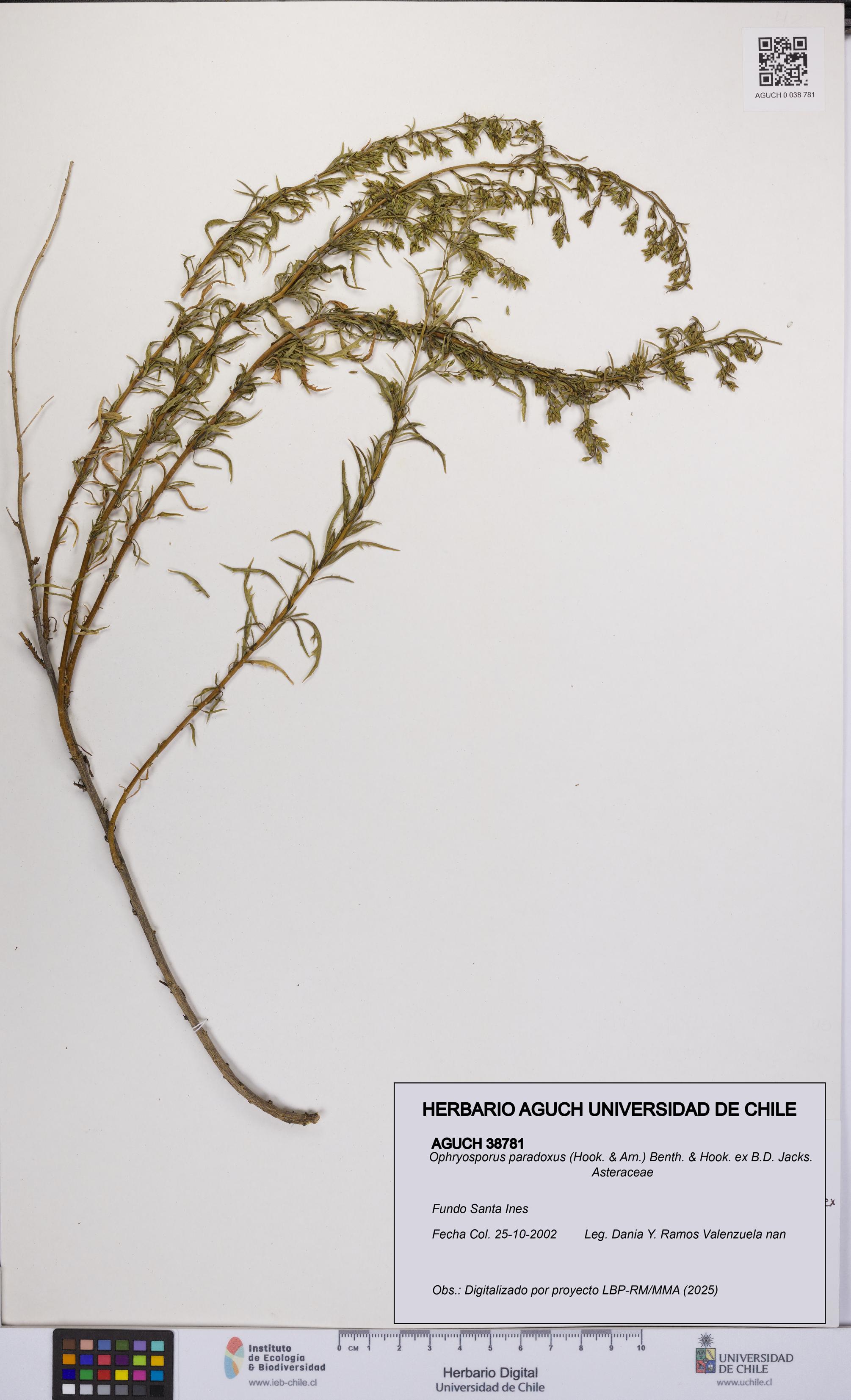 Ophryosporus paradoxus [Espécimen: UCH:AGUCH:0038781]