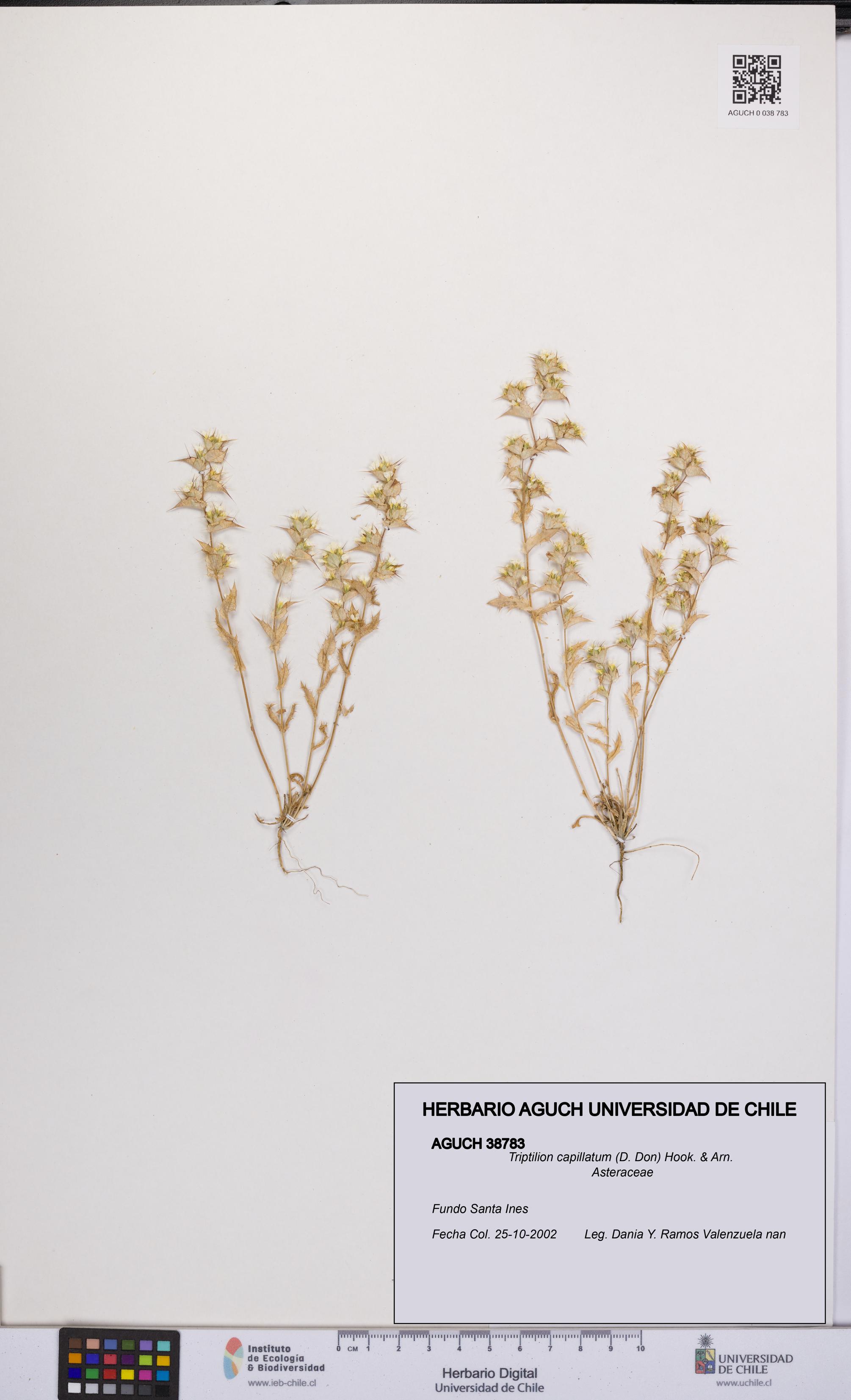 Triptilion capillatum [Espécimen: UCH:AGUCH:0038783]