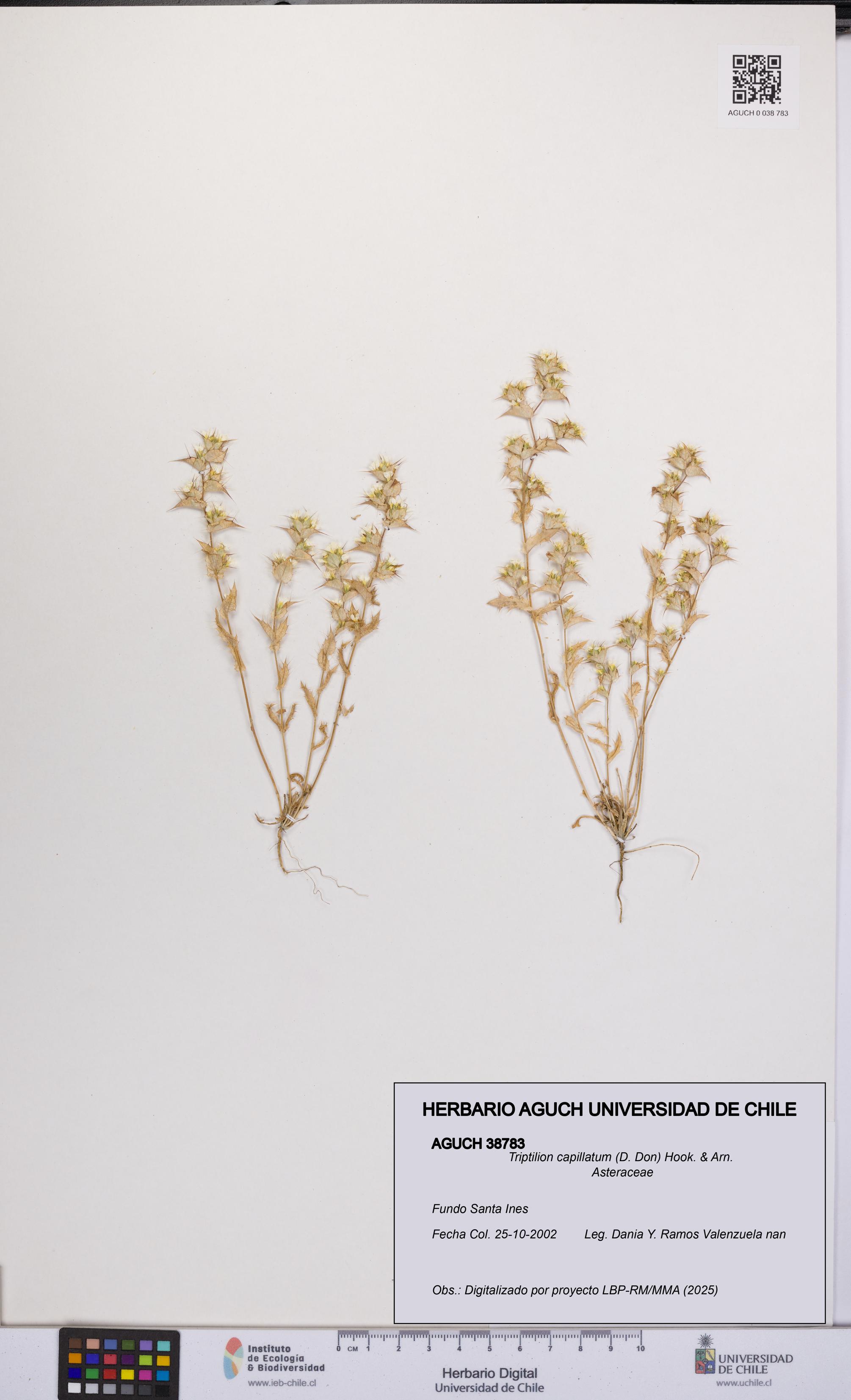 Triptilion capillatum [Espécimen: UCH:AGUCH:0038783]