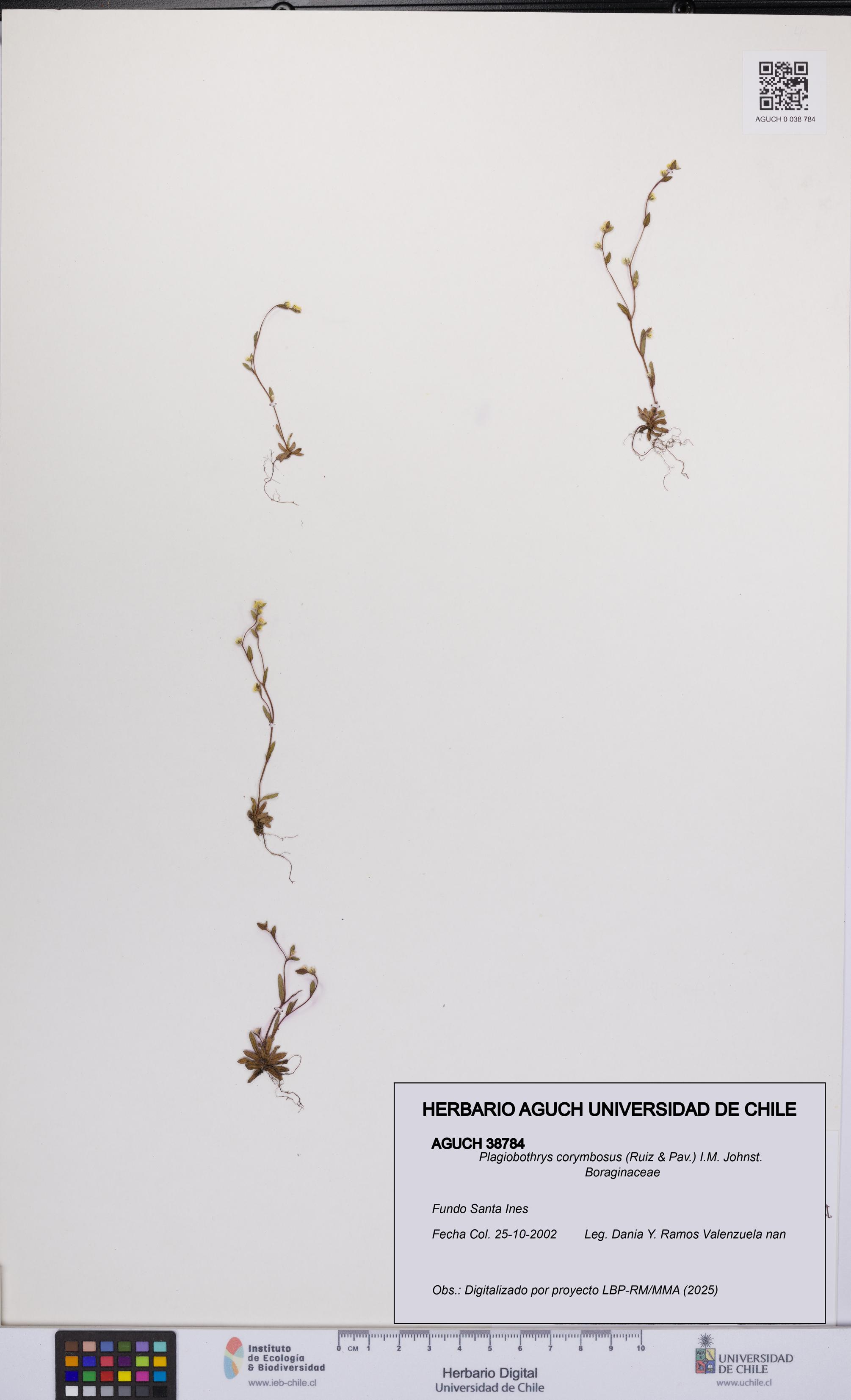 Plagiobothrys corymbosus [Espécimen: UCH:AGUCH:0038784]