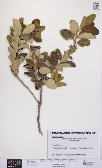 Lithrea caustica [Espécimen: UCH:AGUCH:0038800]