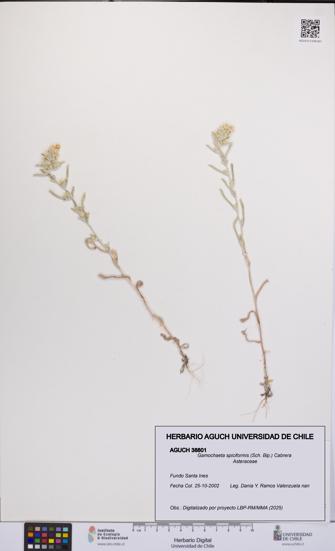 Gamochaeta spiciformis [Espécimen: UCH:AGUCH:0038801]
