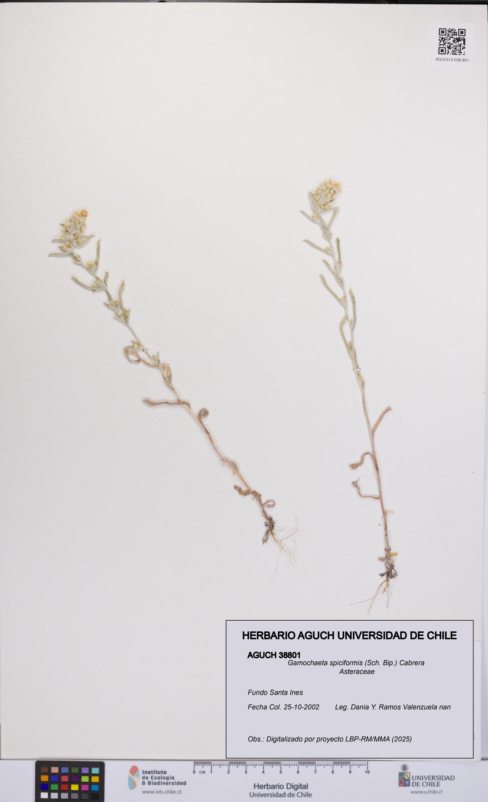 Gamochaeta spiciformis [Espécimen: UCH:AGUCH:0038801]
