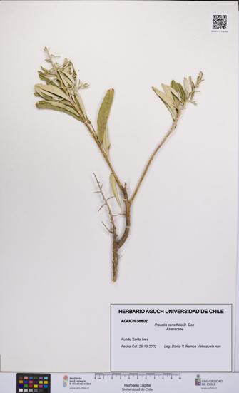 Proustia cuneifolia [Espécimen: UCH:AGUCH:0038802]