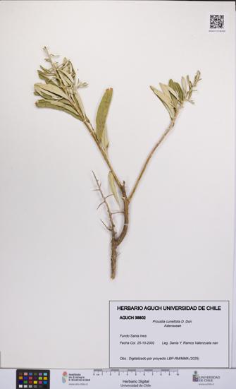 Proustia cuneifolia [Espécimen: UCH:AGUCH:0038802]