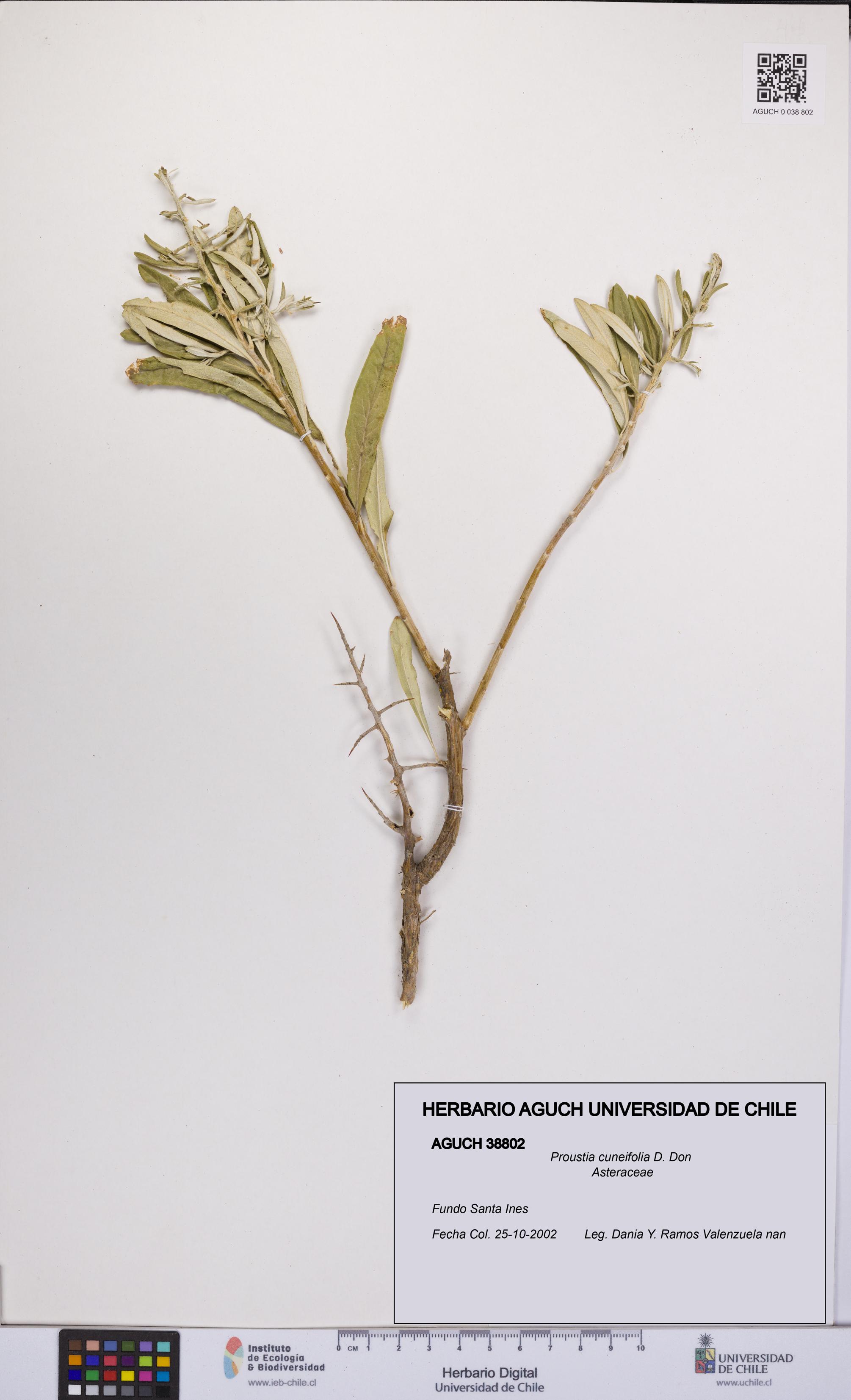 Proustia cuneifolia [Espécimen: UCH:AGUCH:0038802]