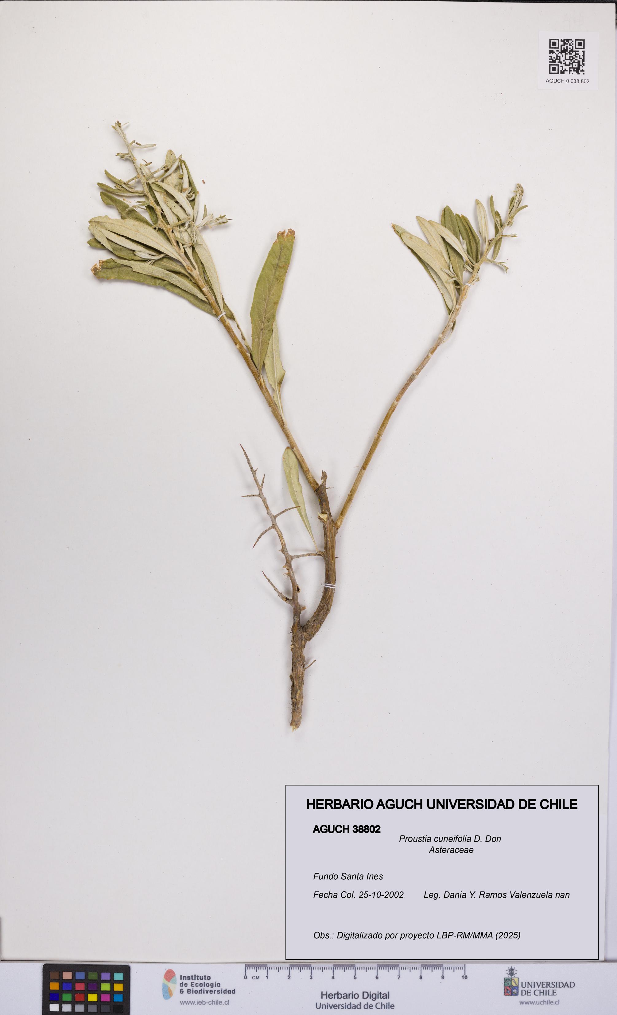 Proustia cuneifolia [Espécimen: UCH:AGUCH:0038802]