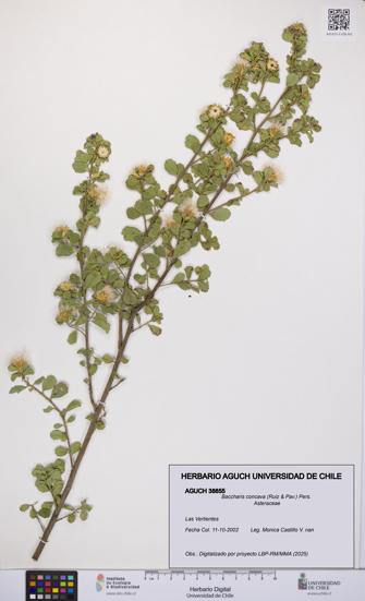 Baccharis concava [Espécimen: UCH:AGUCH:0038855]