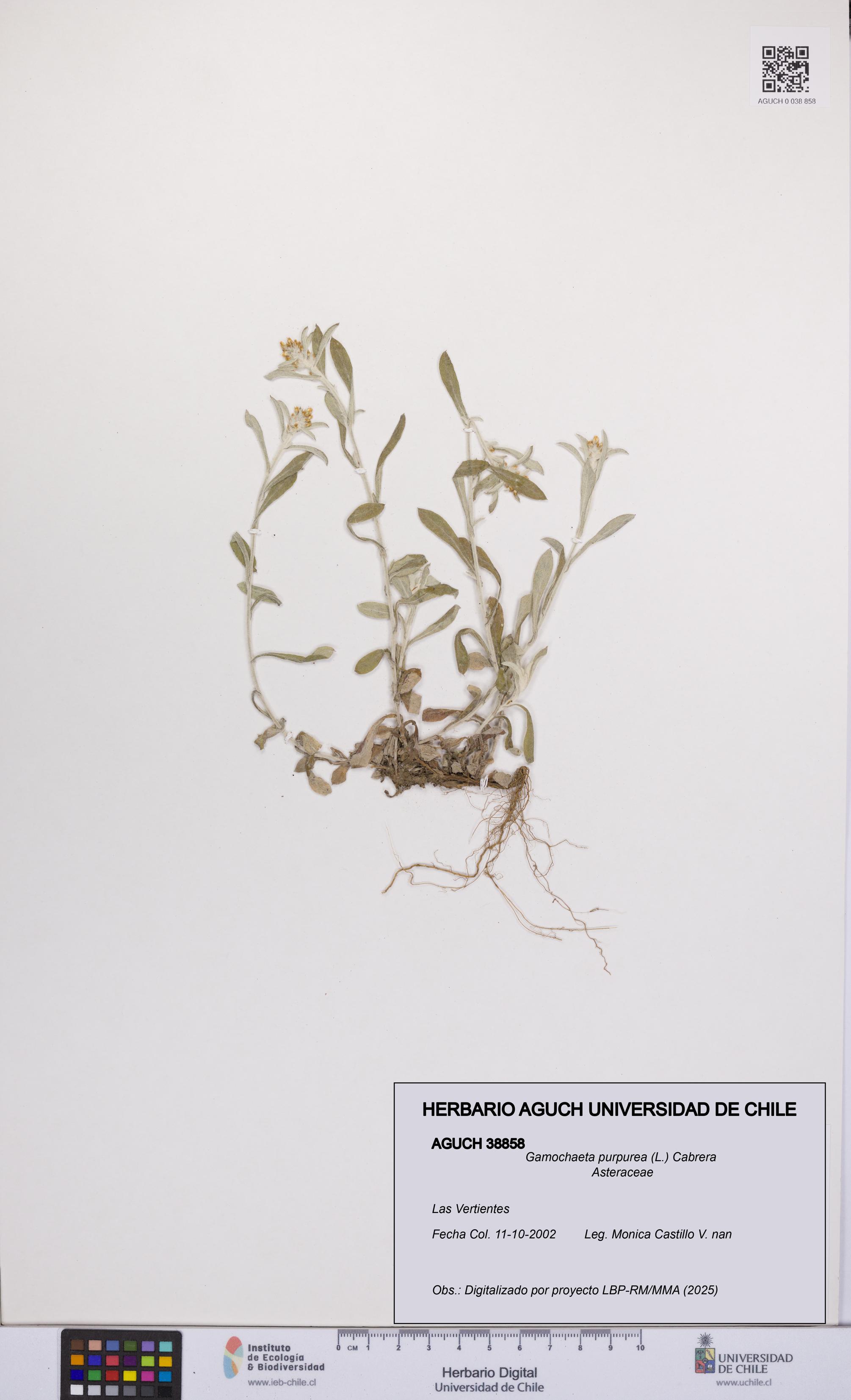 Gamochaeta purpurea [Espécimen: UCH:AGUCH:0038858]