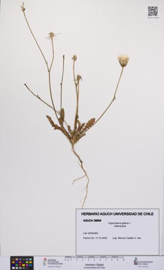 Hypochaeris glabra [Espécimen: UCH:AGUCH:0038859]