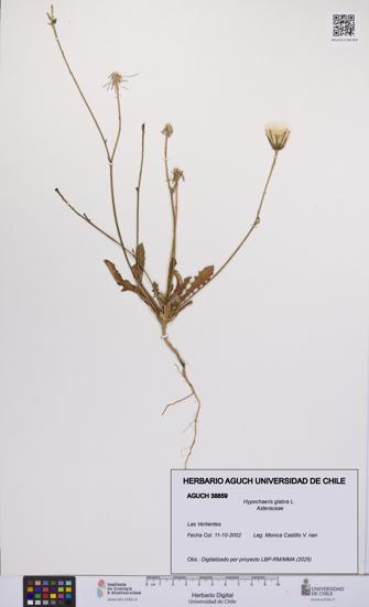 Hypochaeris glabra [Espécimen: UCH:AGUCH:0038859]