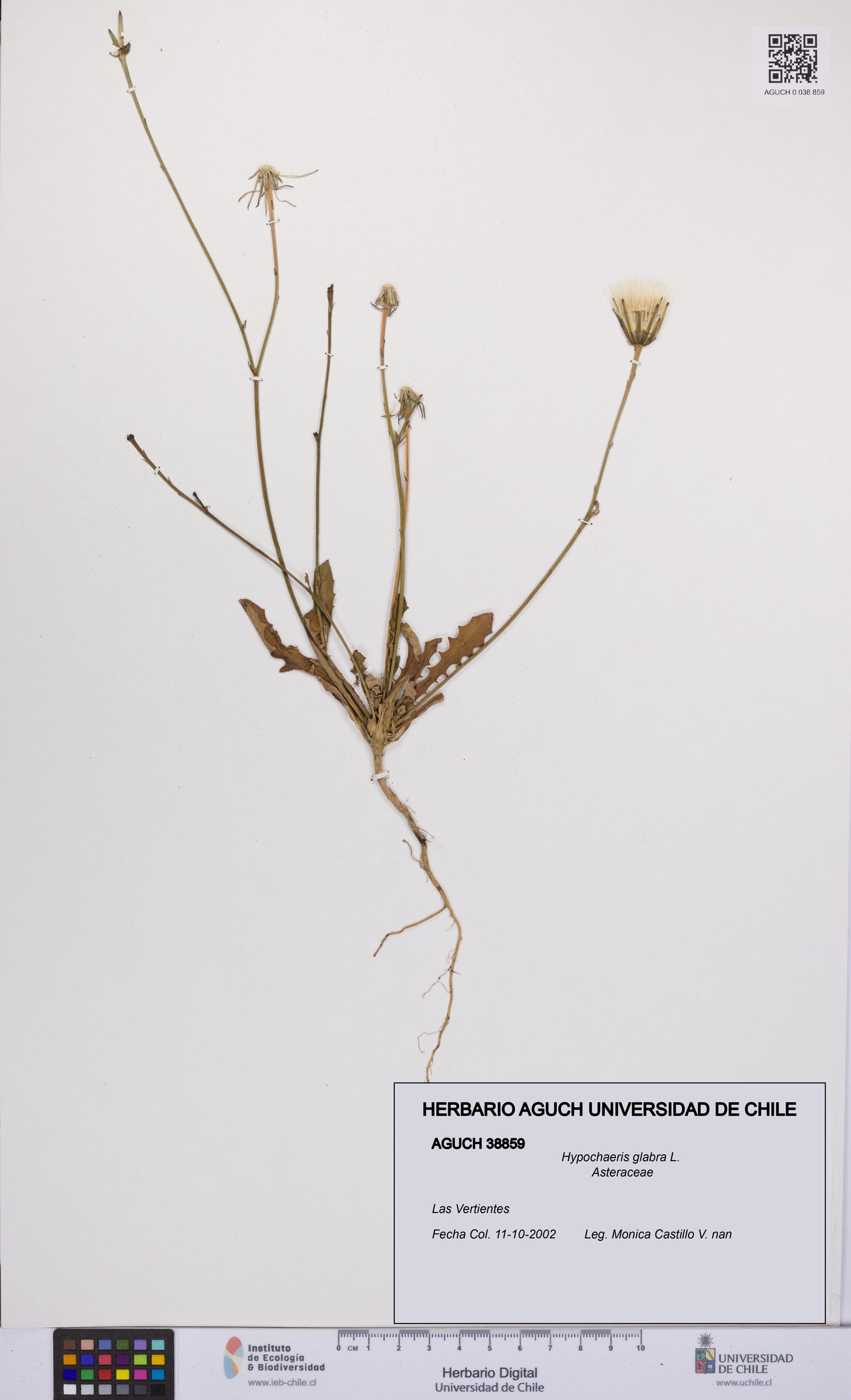 Hypochaeris glabra [Espécimen: UCH:AGUCH:0038859]