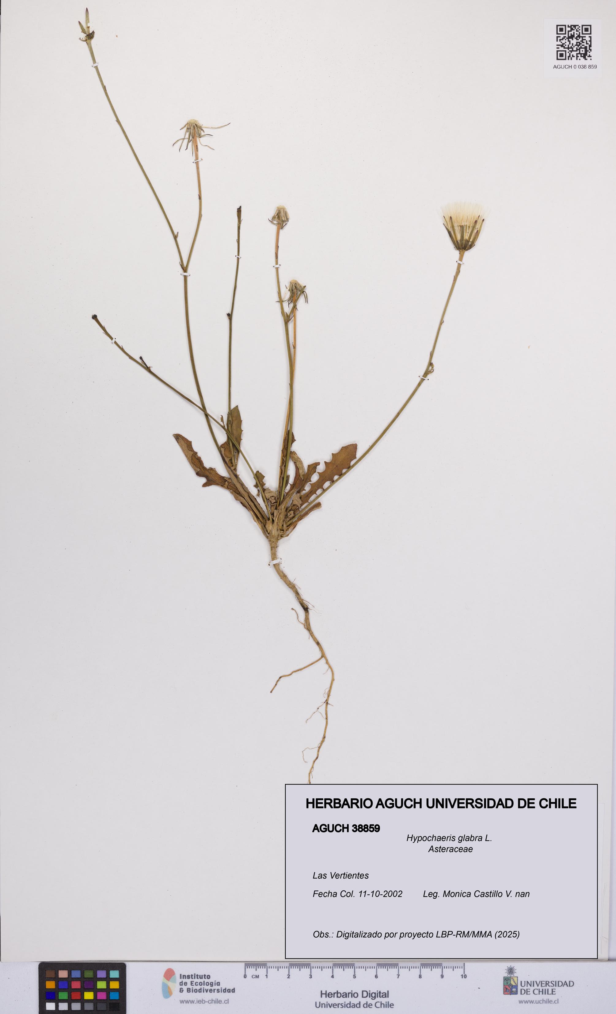 Hypochaeris glabra [Espécimen: UCH:AGUCH:0038859]