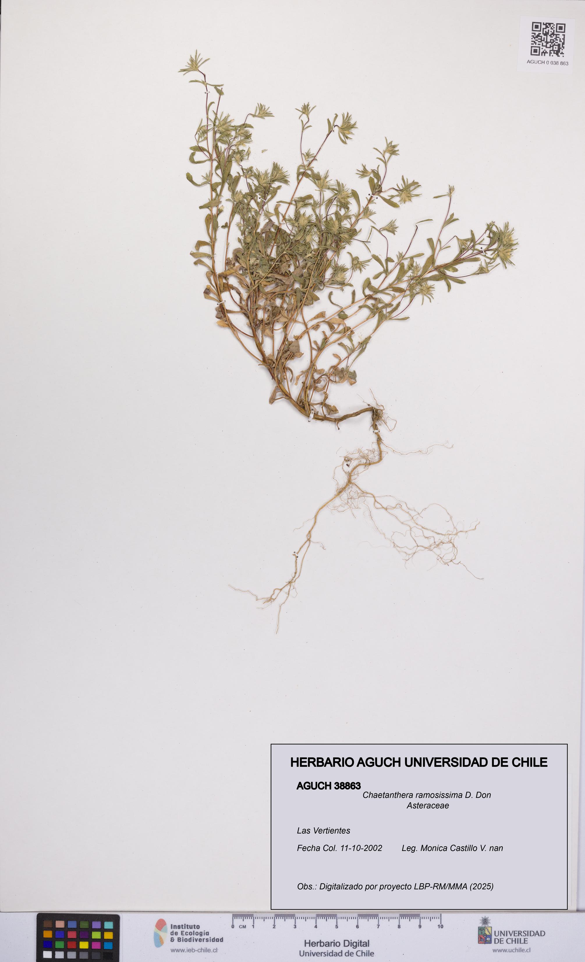 Chaetanthera ramosissima [Espécimen: UCH:AGUCH:0038863]