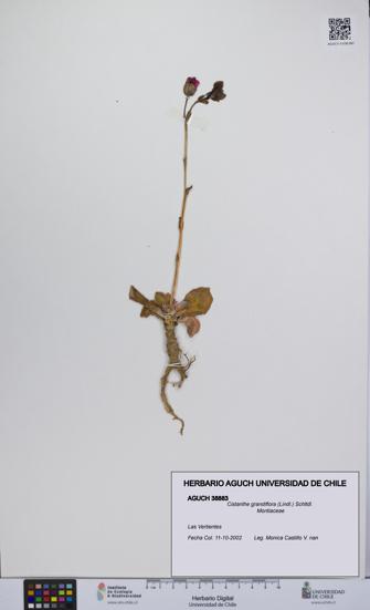 Cistanthe grandiflora [Espécimen: UCH:AGUCH:0038883]