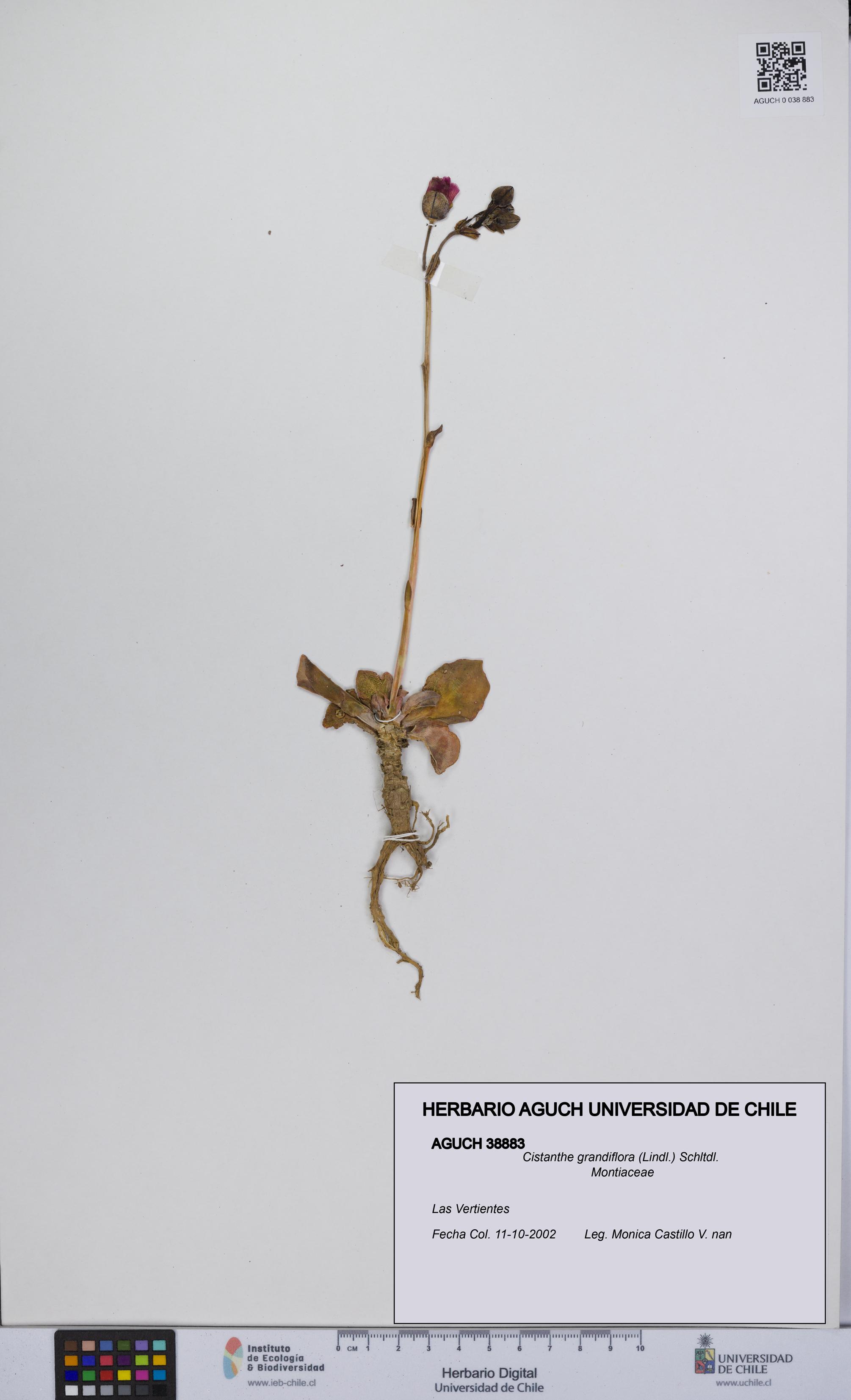 Cistanthe grandiflora [Espécimen: UCH:AGUCH:0038883]