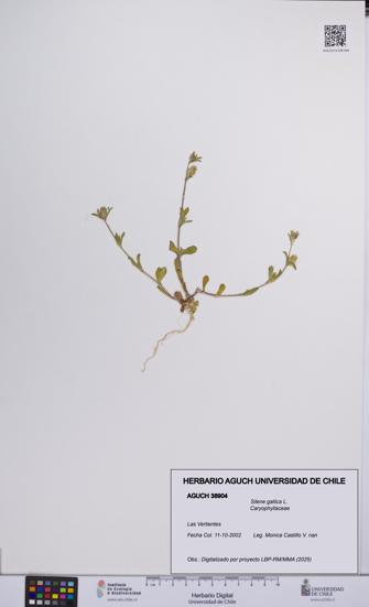 Silene gallica [Espécimen: UCH:AGUCH:0038904]
