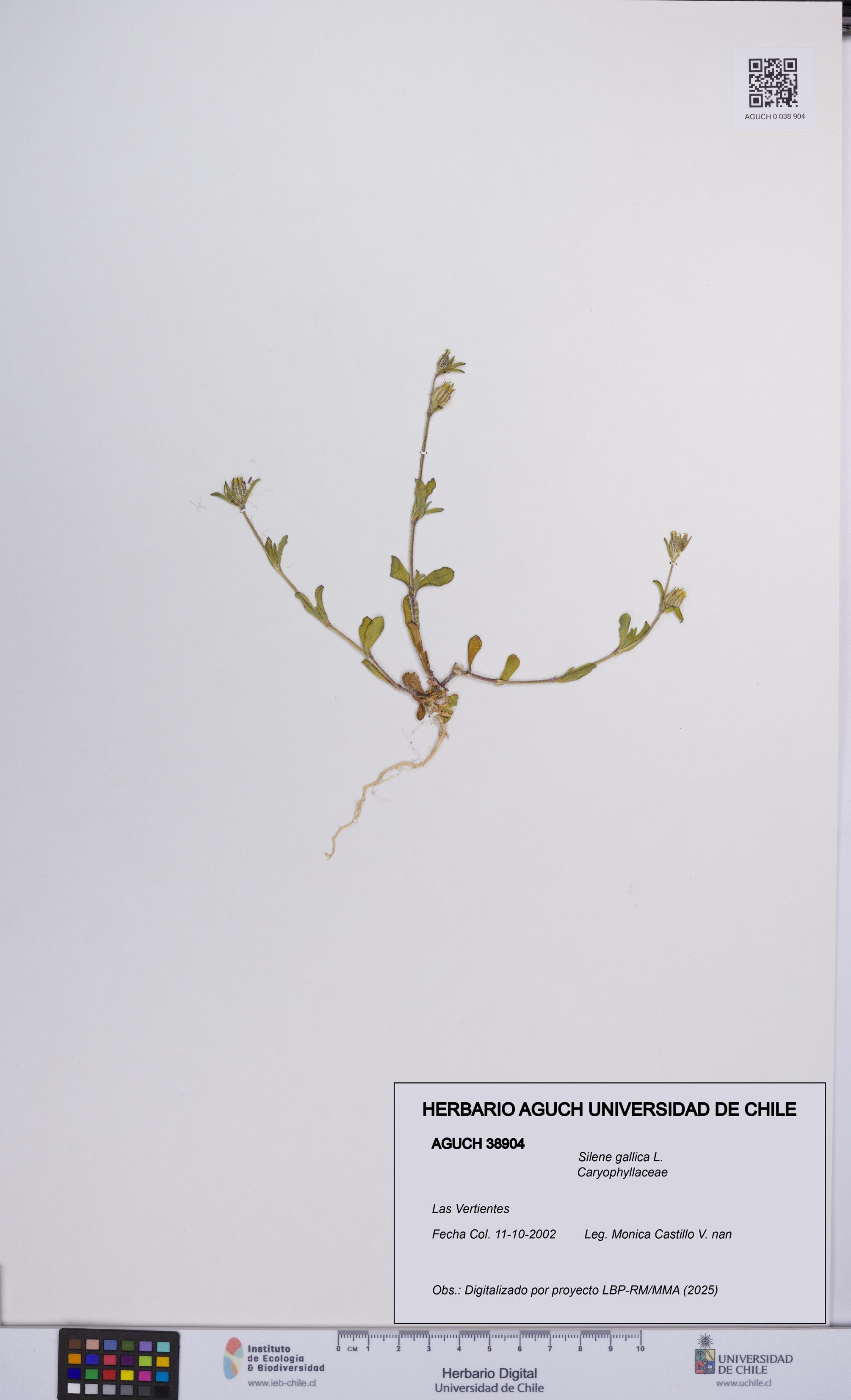 Silene gallica [Espécimen: UCH:AGUCH:0038904]