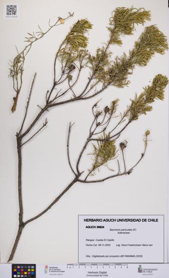 Baccharis paniculata [Espécimen: UCH:AGUCH:0038924]