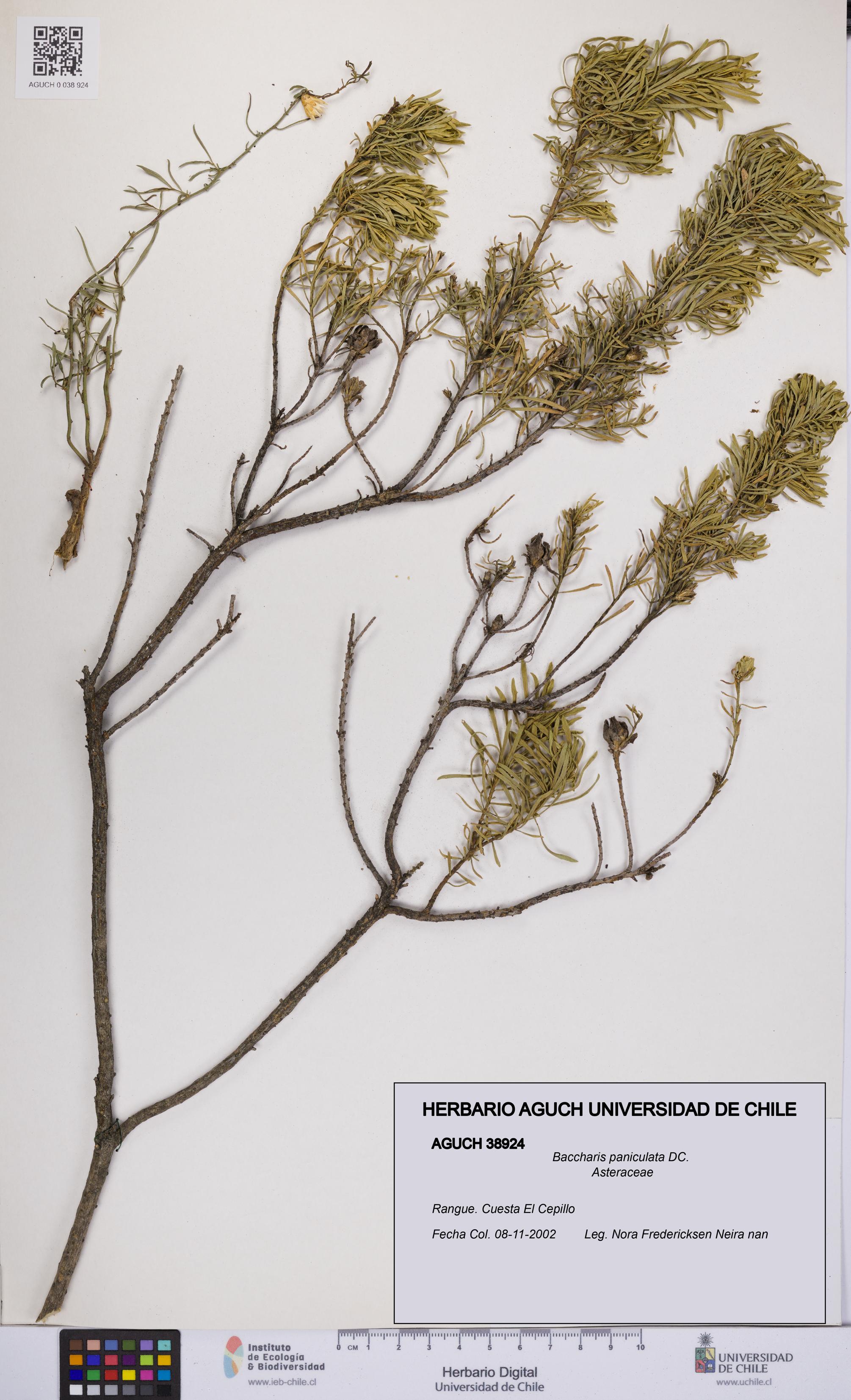 Baccharis paniculata [Espécimen: UCH:AGUCH:0038924]