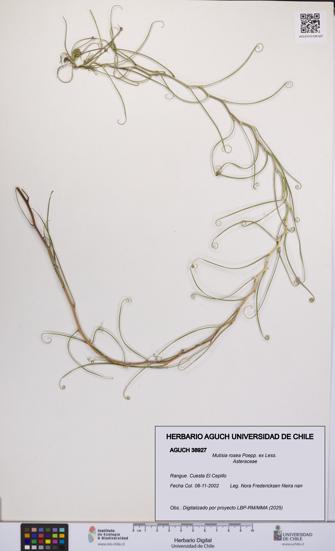 Mutisia rosea [Espécimen: UCH:AGUCH:0038927]