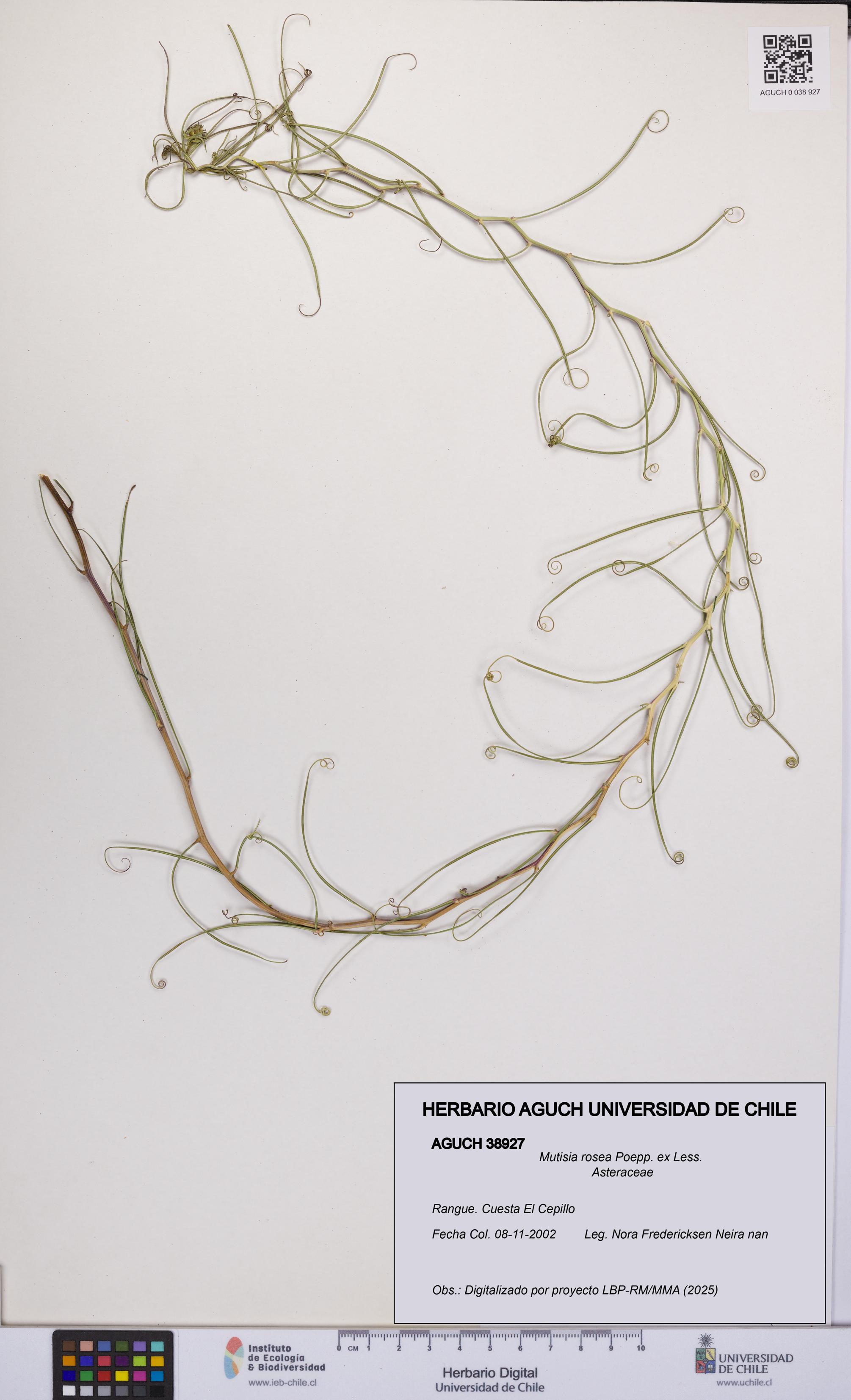 Mutisia rosea [Espécimen: UCH:AGUCH:0038927]