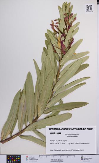 Lobelia excelsa [Espécimen: UCH:AGUCH:0038929]