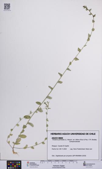 Triodanis perfoliata var. biflora [Espécimen: UCH:AGUCH:0038930]