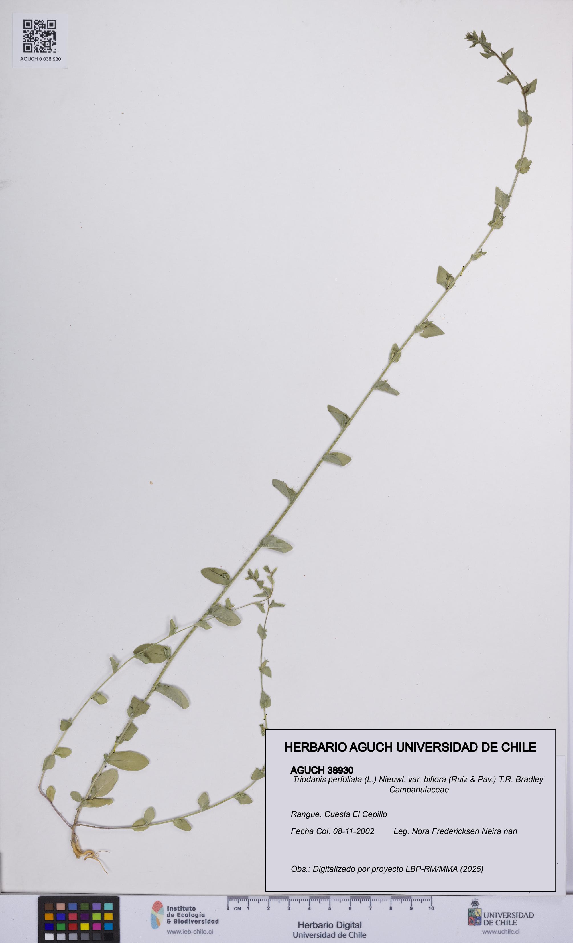 Triodanis perfoliata var. biflora [Espécimen: UCH:AGUCH:0038930]